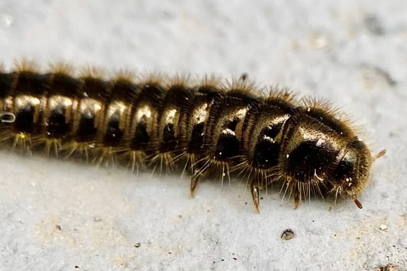 Larve van Lagria villosa