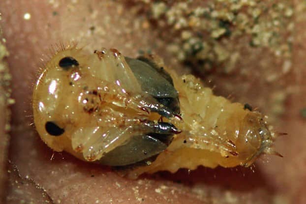 Pop van Lagria villosa