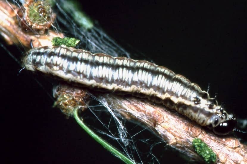 Larve van Cephalcia lariciphila