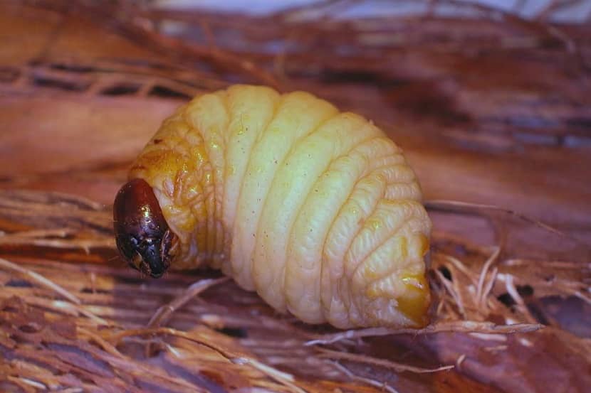 Larve van Rhynchophorus palmarum