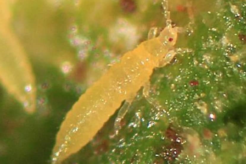 Larven en uitwerpselen (donkere stippen) van Thrips palmi