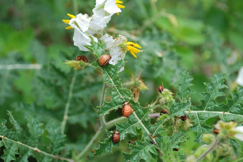 Schadebeeld: larven nemen grote happen uit een aardappelblad