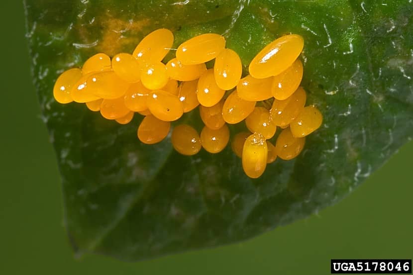 Eitjes van Leptinotarsa decemlineata