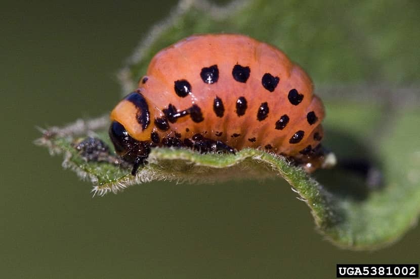 Larve van Leptinotarsa decemlineata met kenmerkende dubbele rij zwarte stippen