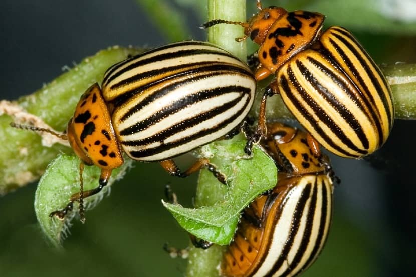 Adulten van Leptinotarsa decemlineata