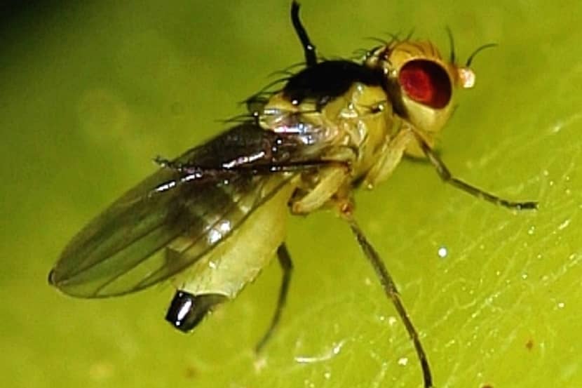 Vrouwtje van Liriomyza bryoniae