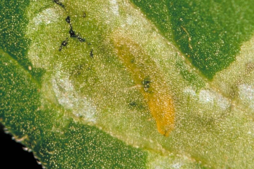 Larve van Liriomyza huidobrensis in mineer-gang