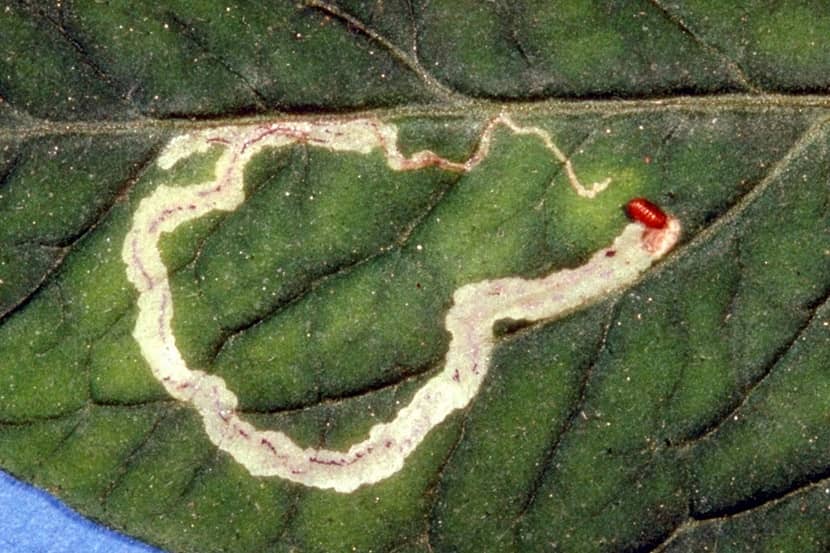 Mineergang en pop van een Liriomyza-soort