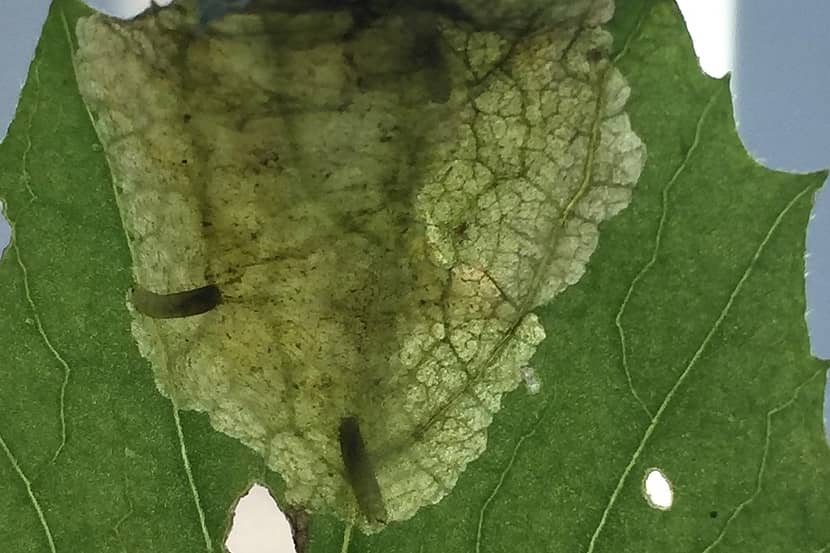 Blaasmijn met larven van Nemorimyza maculosa