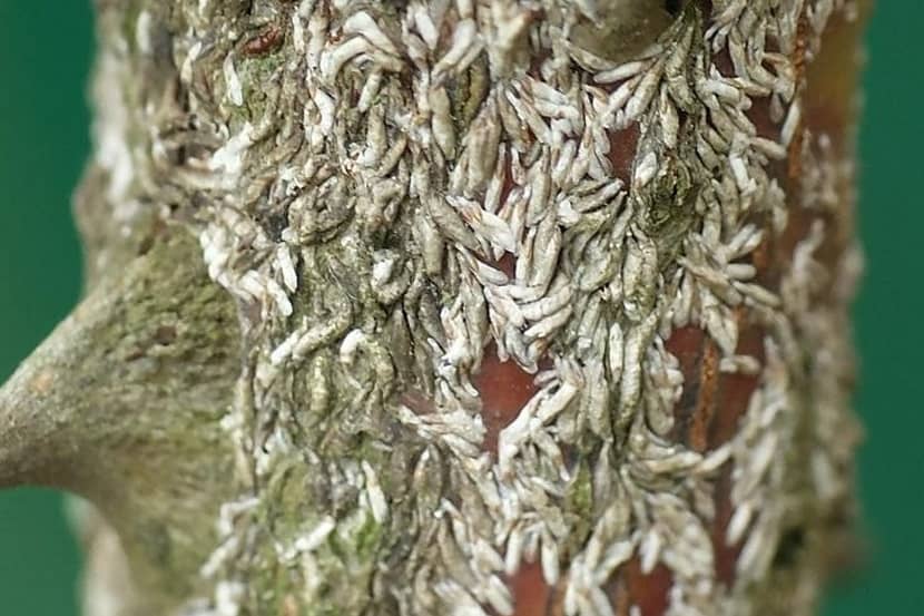 Lopholeucaspis japonica op roos