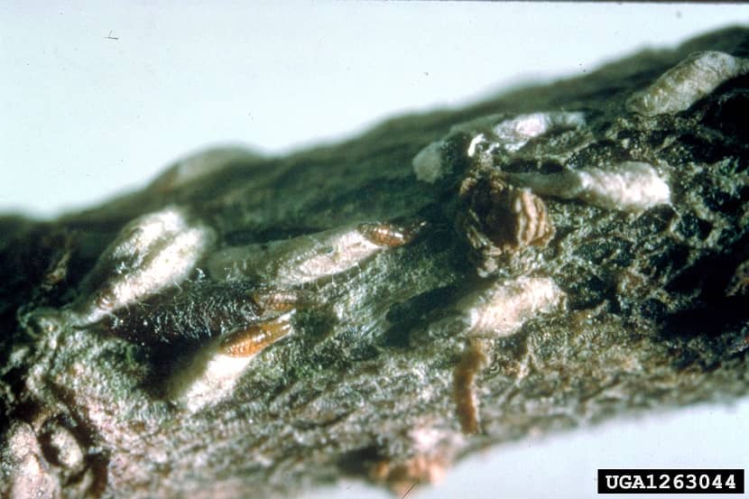 Exemplaren op Zelkova serrata