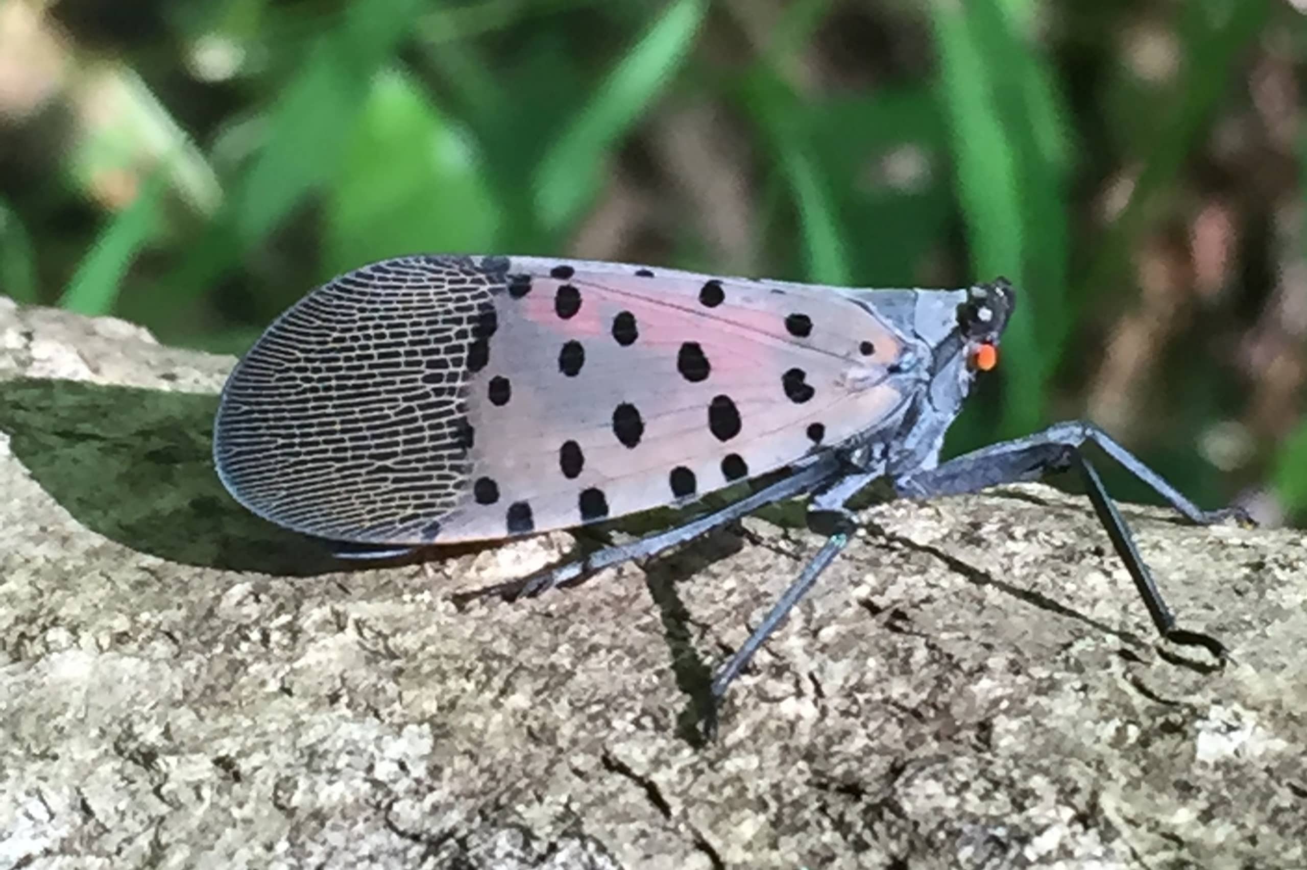 Adult van Lycorma delicatula