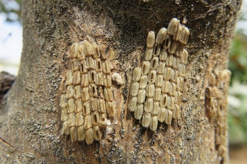 Eitjes van Lycorma delicatula