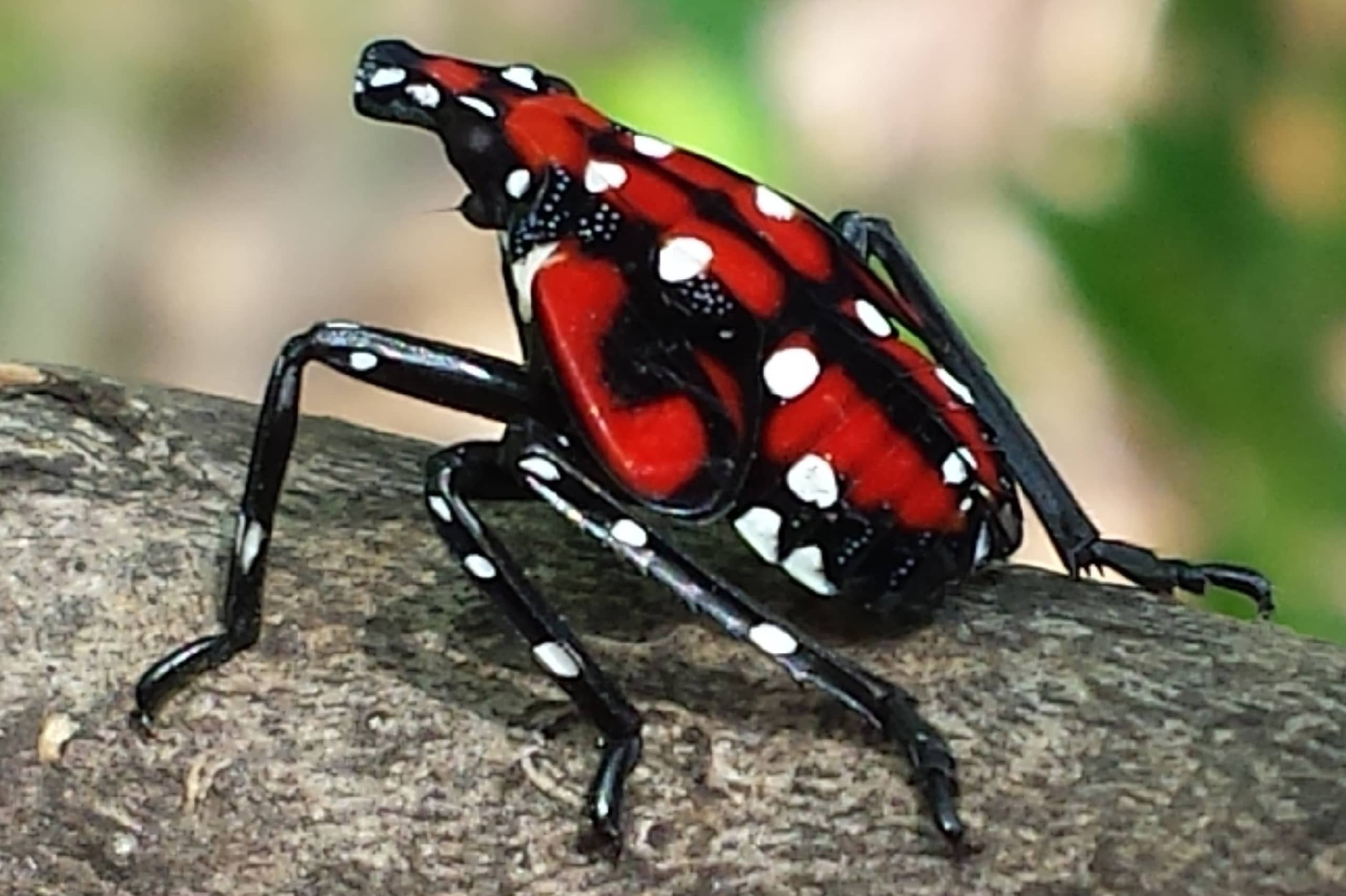 Volgroeide nimf van Lycorma delicatula