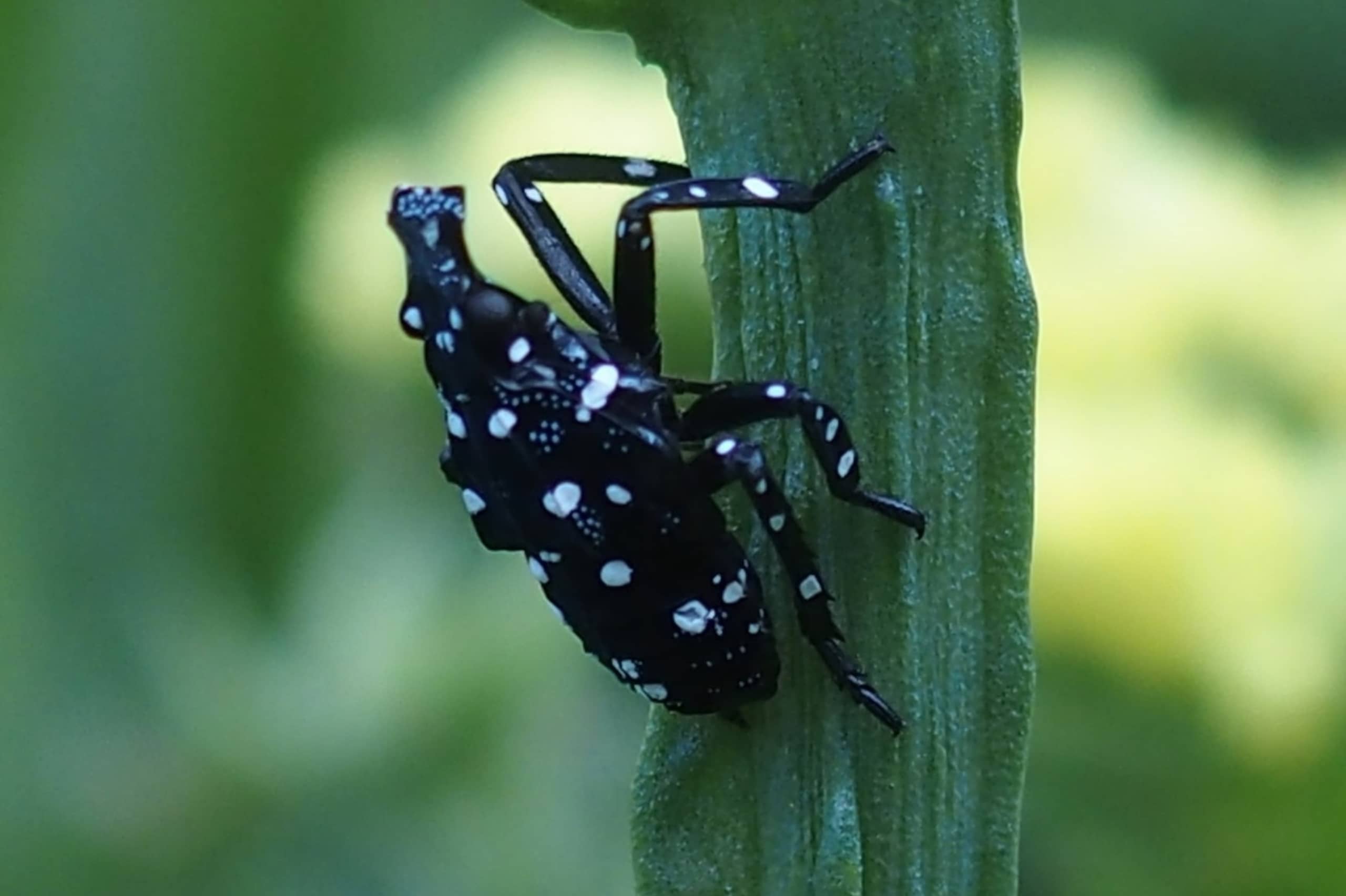 Jonge nimf van Lycorma delicatula
