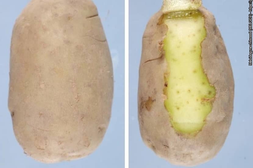 Vlekjes door Meloidogyne chitwoodi op en in de schil van aardappel