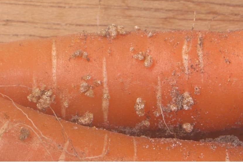 Knobbeltjes op peen door Meloidogyne chitwoodi