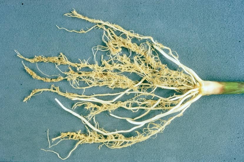 Wortelstelsel van mais met knobbeltjes veroorzaakt door Meloidogyne chitwoodi