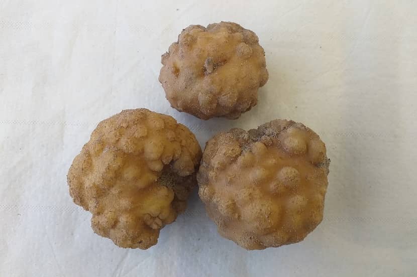Knobbels op aardappelknol veroorzaakt door Meloidogyne enterolobii
