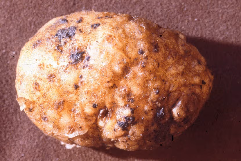 Knobbels op aardappelknol veroorzaakt door Meloidogyne enterolobii