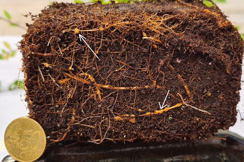 Knobbels op Zelkova sp. veroorzaakt door Meloidogyne enterolobii