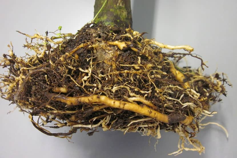 Wortelstelsel van Gardenia sp. met zware knobbel- aantasting door Meloidogyne enterolobii