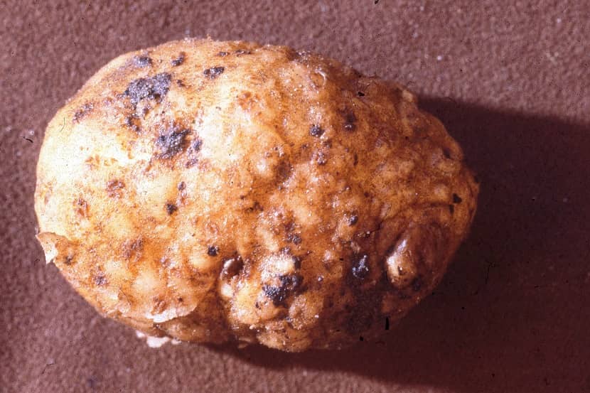 Aardappelknol met verdikkingen en ruwe schil veroorzaakt door Meloidogyne sp