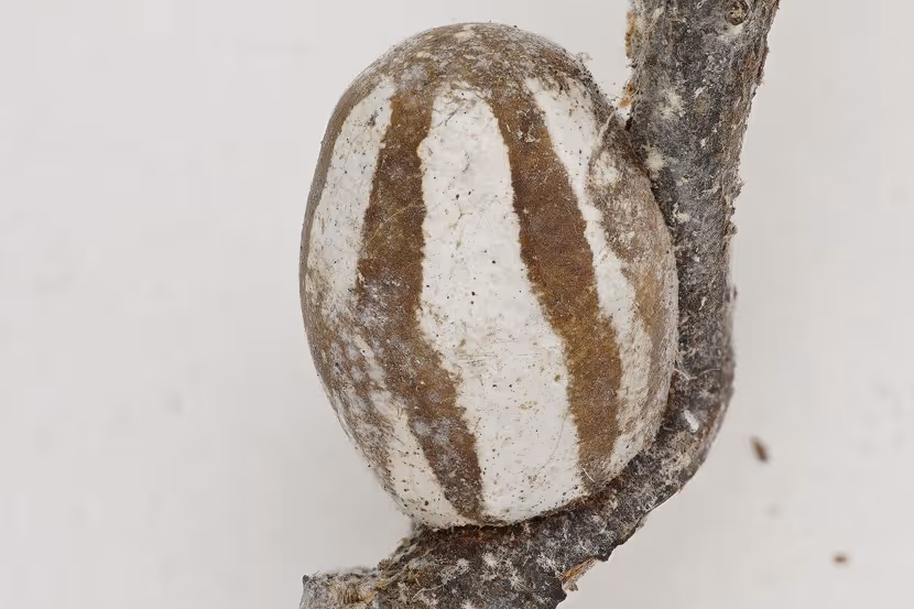 Cocon Monema flavescens