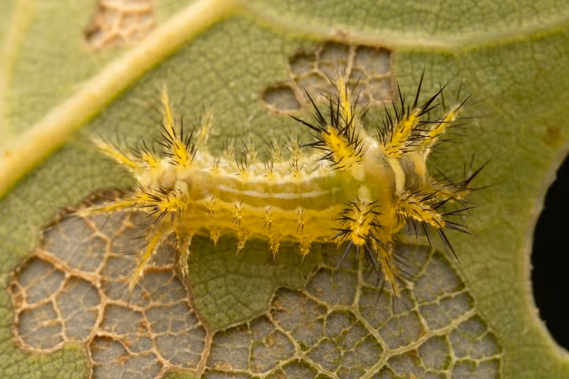 Jonge rups van Monema flavescens