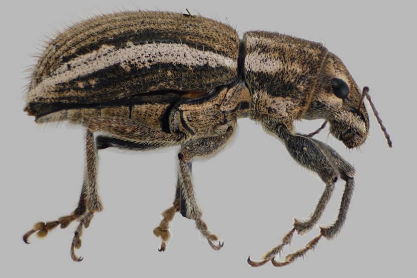 Kever van Naupactus leucoloma
