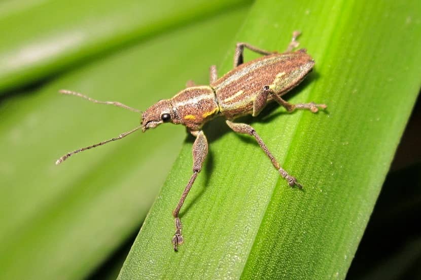 Kever van Naupactus xanthographus