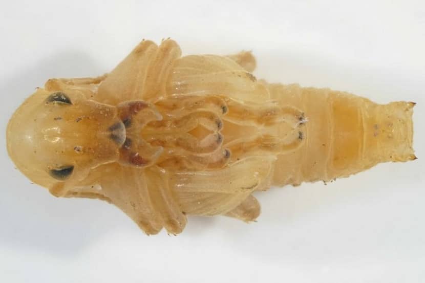 Pop van Naupactus xanthographus