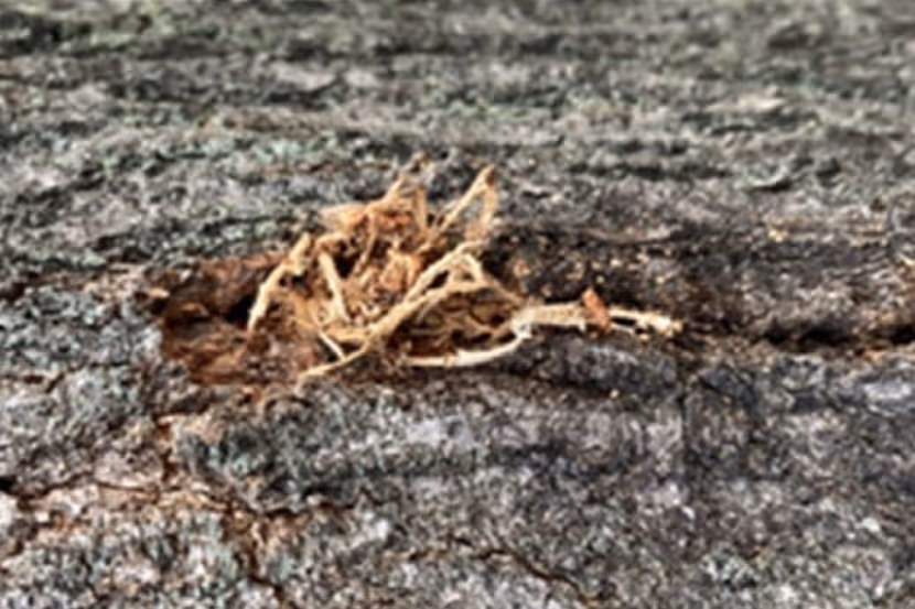 Zaagsel gemengd met uitwerpselen op de bast van Quercus palustris
