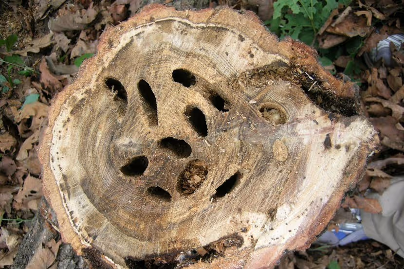 Gangen van Neocerambyx raddei