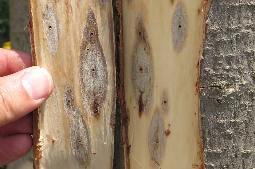 Verkleuring in Harpephyllum door Neocosmospora sp.