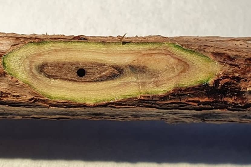 Verkleuring door Neocosmospora sp. rond inboorgat van Euwallacea fornicatus op Ficus