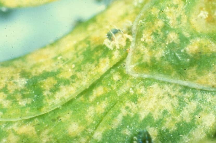 Detail van zuigschade op de schubben door een Oligonychus-soort, lijkend op O. perditus