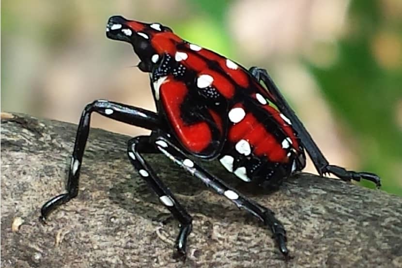 Onvolwassen stadium van Lycorma delicatula