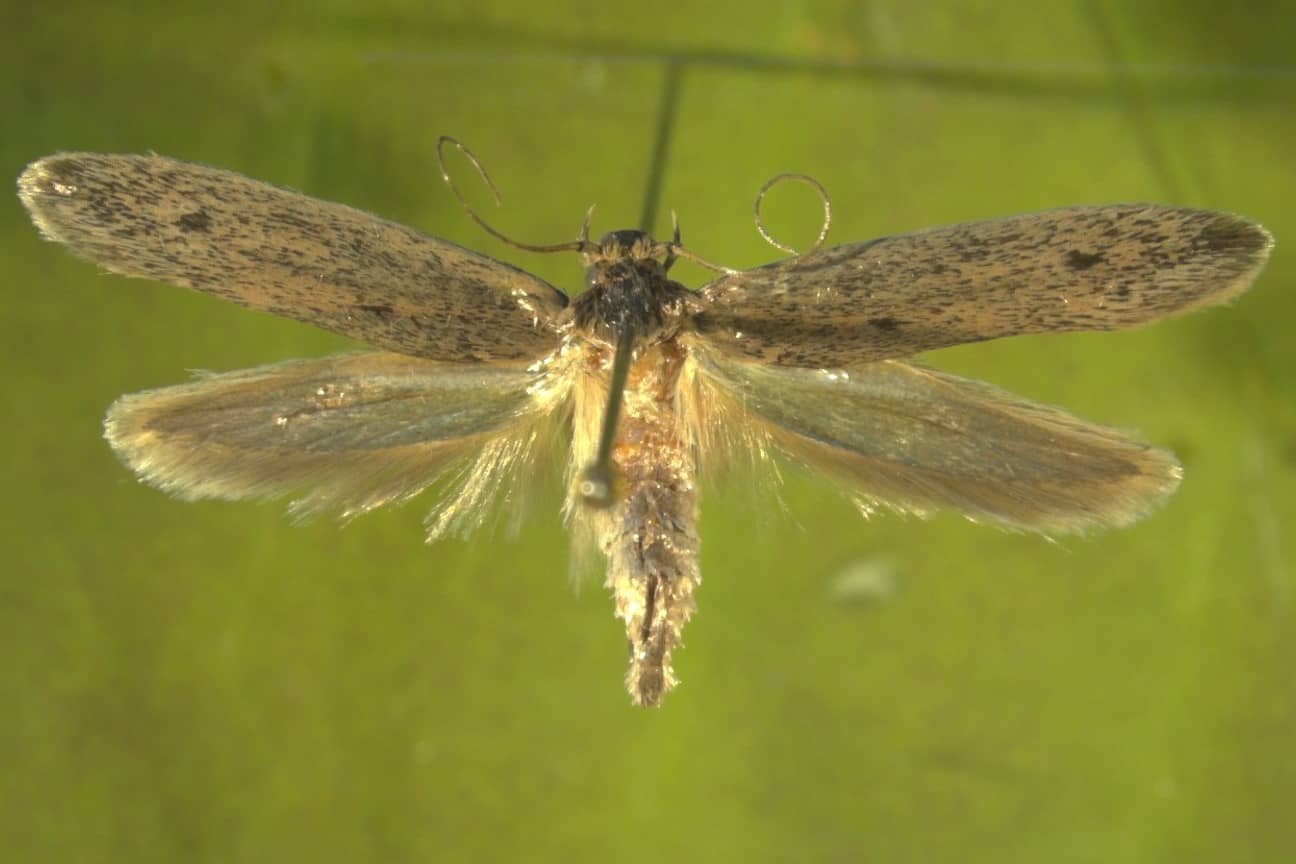 Opogona sacchari adult female