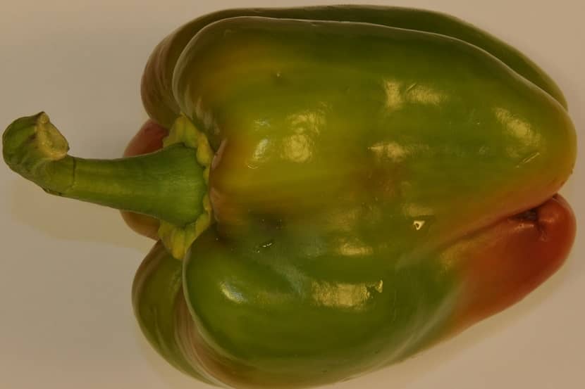 paprika besmet met Anthonomus eugenii