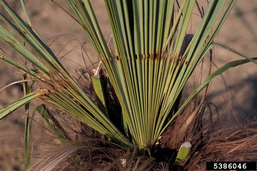 Schadebeeld aan jong blad: rij met gaten