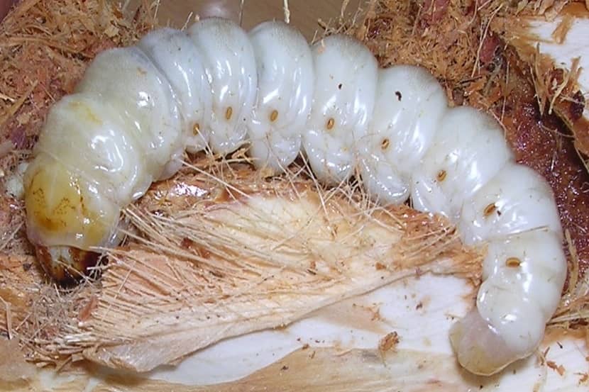 Rups van Paysandisia archon