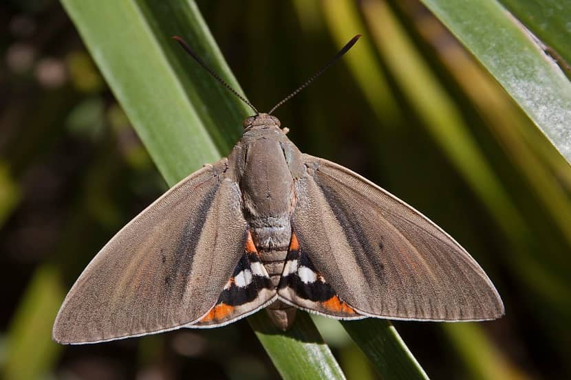 Adult van Paysandisia archon