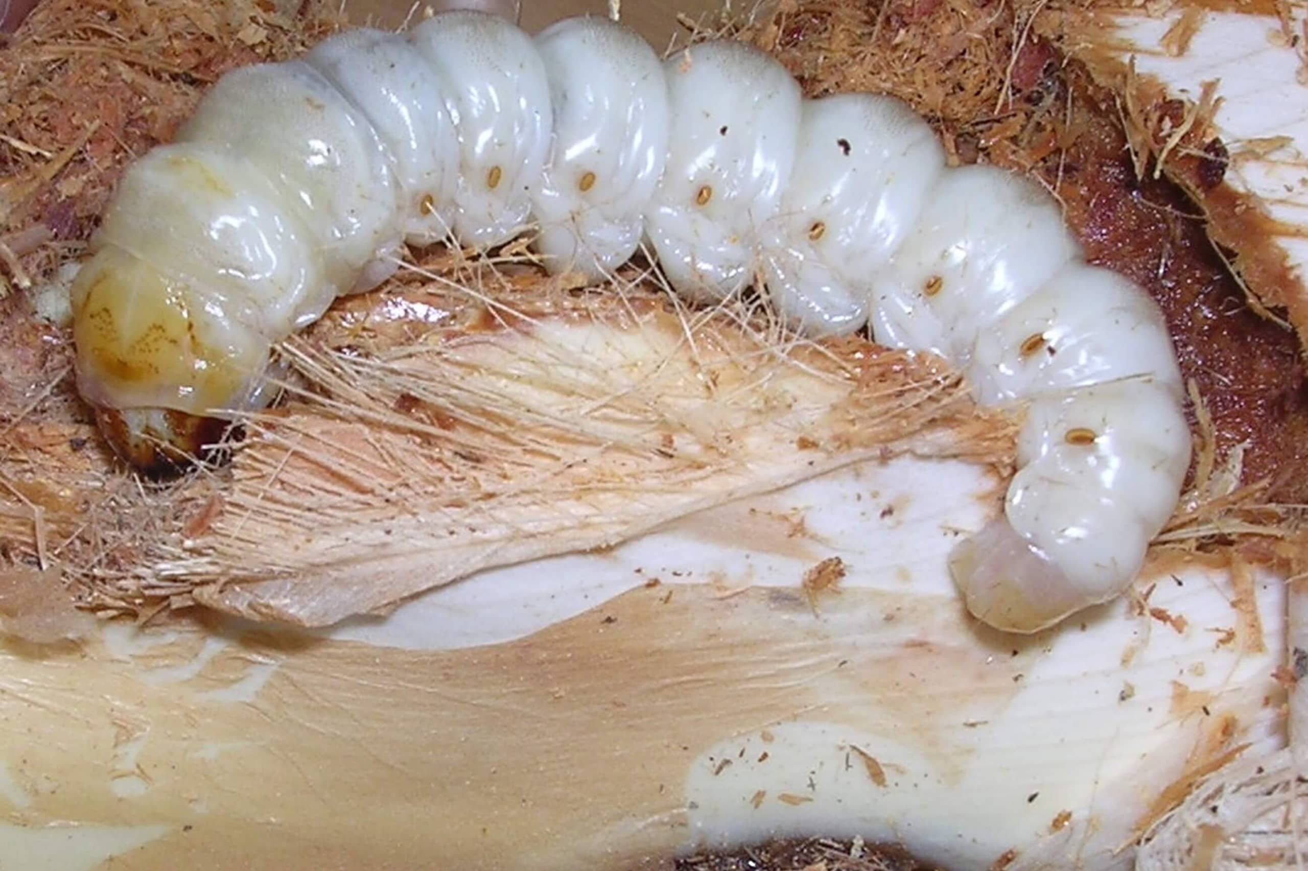 Rups van Paysandisia archon