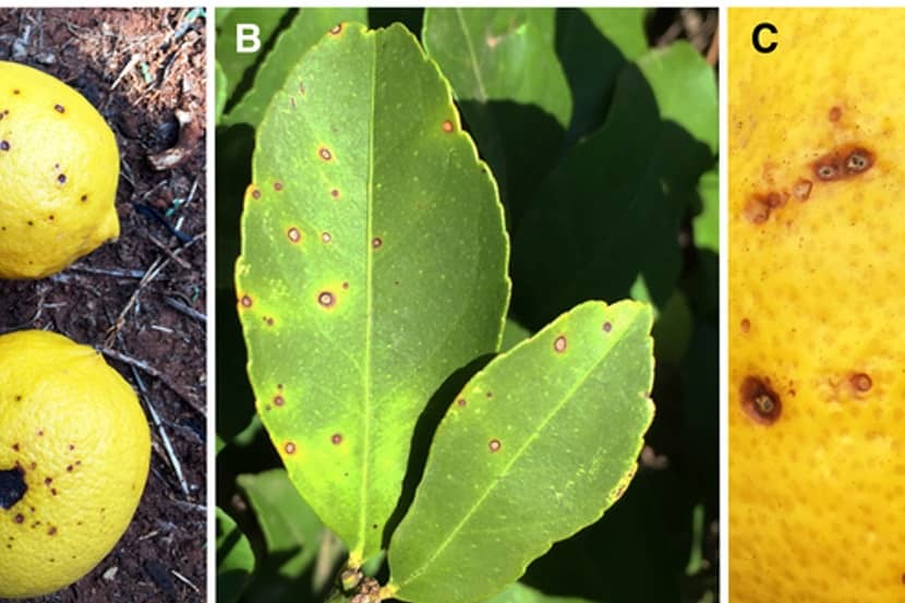 Symptomen veroorzaakt door Phyllosticta citricarpa