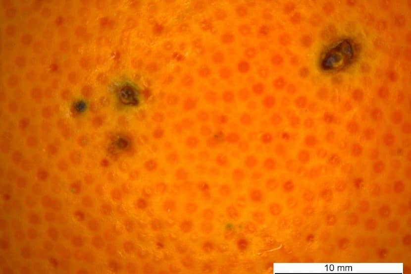 Beginnende symptomen op de vrucht van Citrus sinensis veroorzaakt door Phyllosticta citricarpa