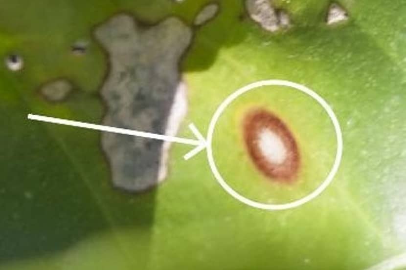 Oudere bladvlek op Citrus veroorzaakt door Phyllosticta citricarpa