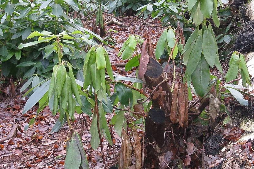 Verwelking door Phytophthora ramorum in Rhododendron