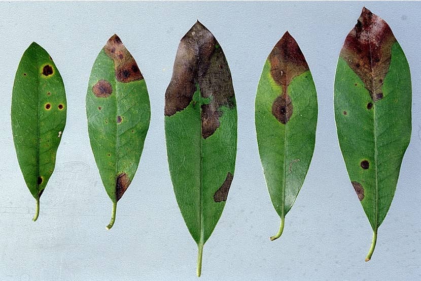 Symptoom van Phytophthora ramorum in de bladeren van Rhododendron