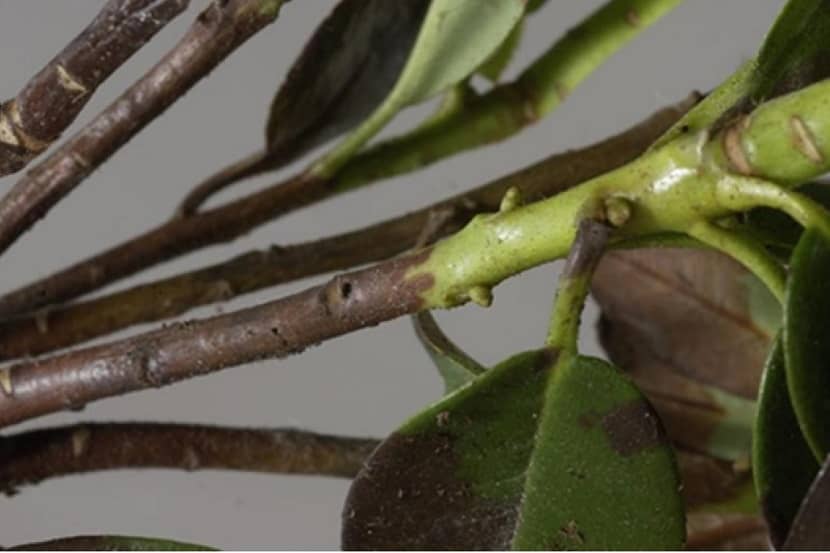 Aantasting door Phytophthora ramorum op de stam van Rhododendron